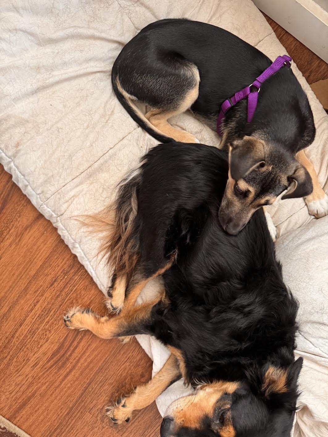 Enlarge Bambii, an adopted mixed breed in Grass Valley, CA image 3/4