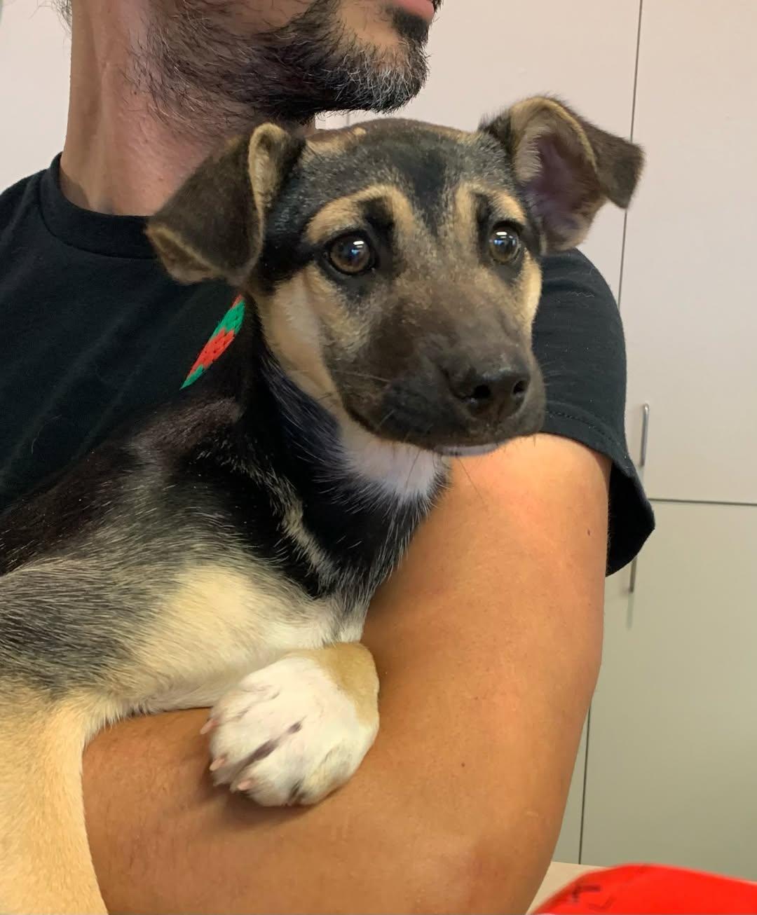 Enlarge Bambii, an adopted mixed breed in Grass Valley, CA image 1/4