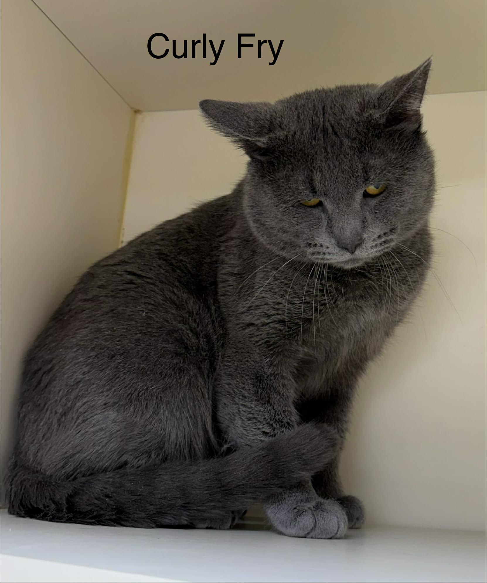 Curly Fry, ADOPTABLE, Adult Male Domestic Short Hair.