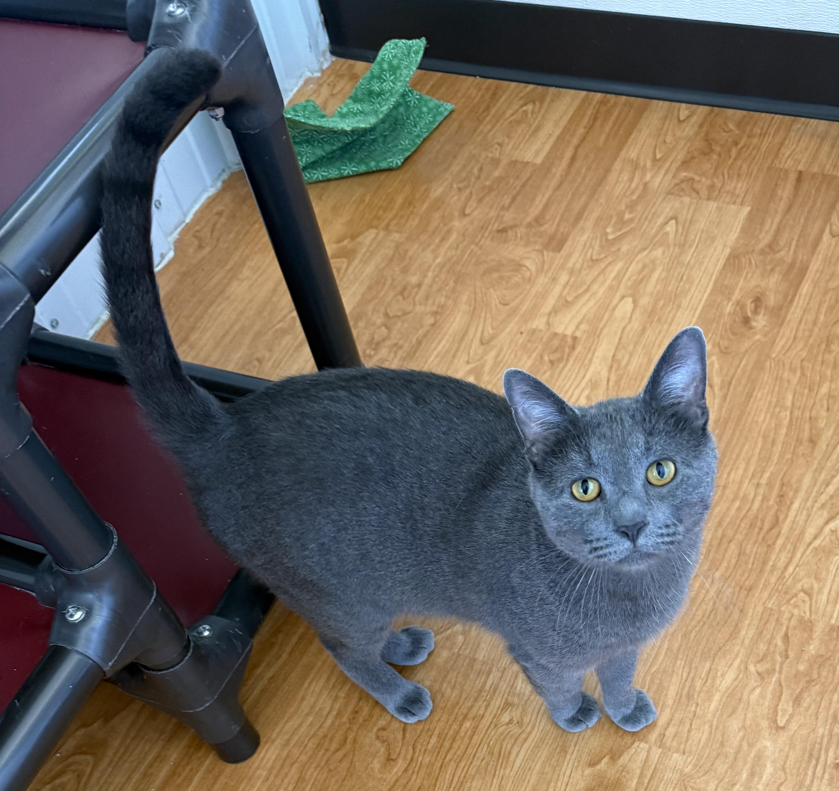 Enlarge Curly Fry, a ADOPTABLE Domestic Short Hair in Mauston, WI image 1/1