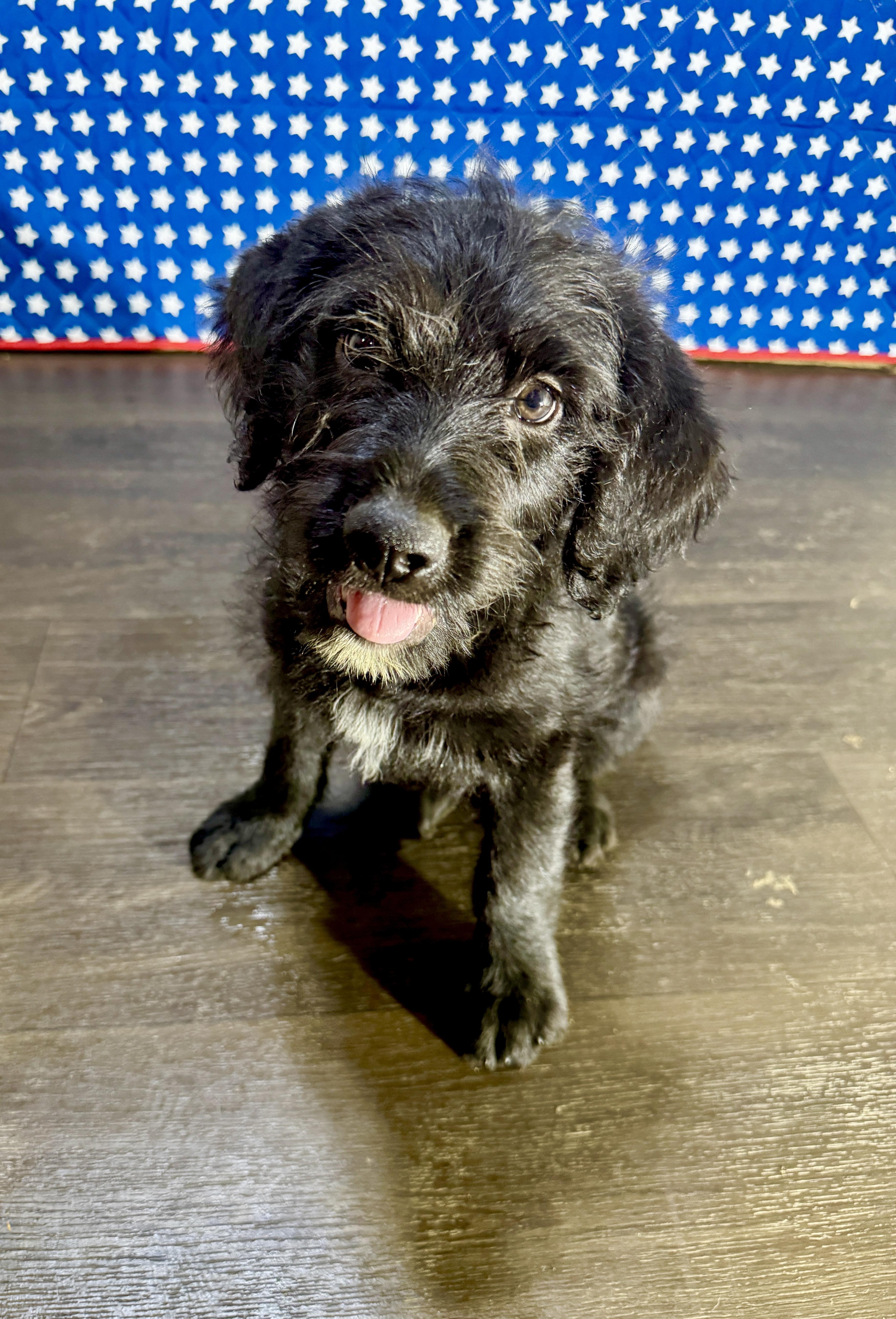 Lincoln, Adoptable, Puppy Male Labradoodle.