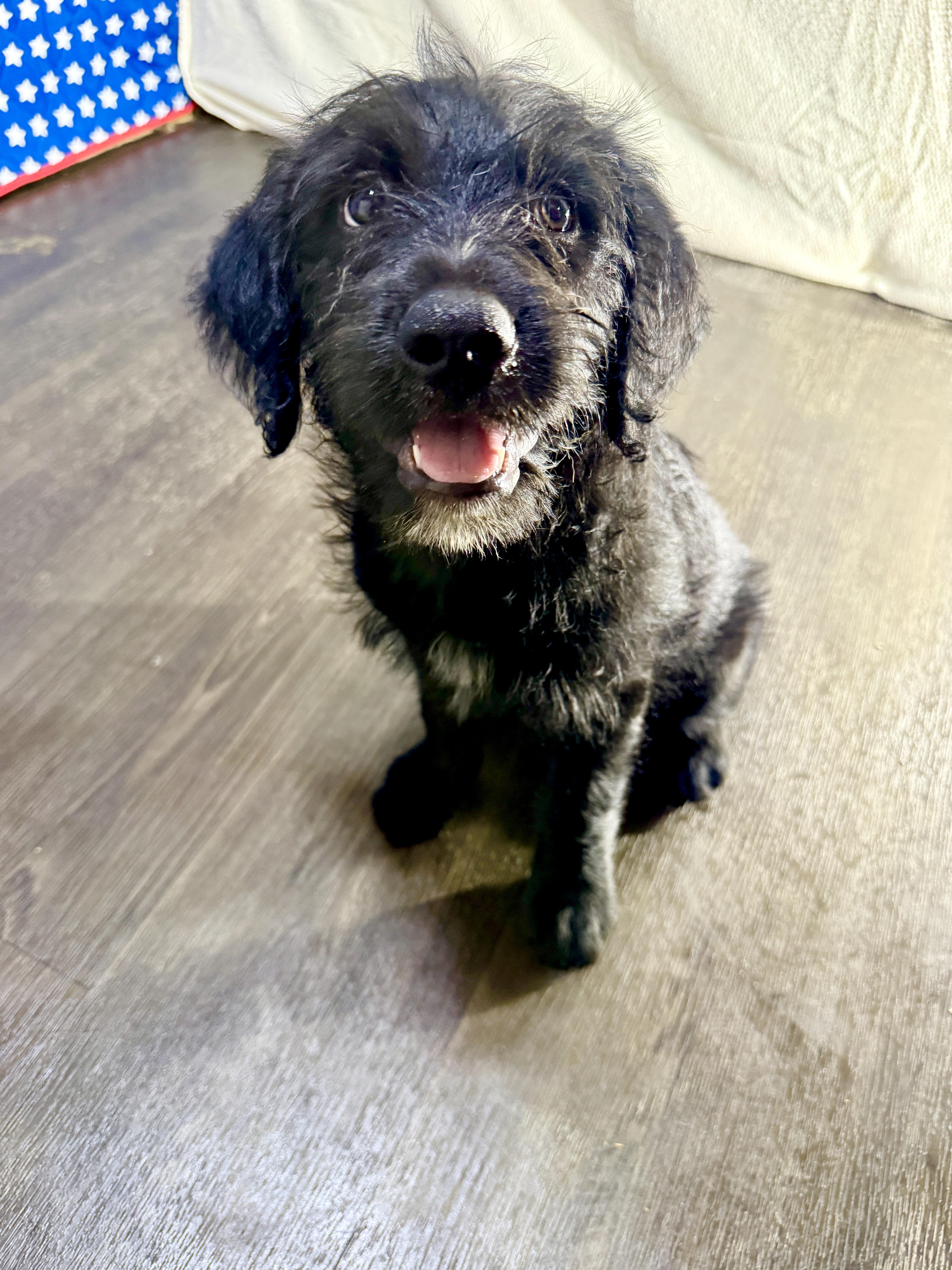 Lincoln, a Adoptable mixed breed in Stormville, NY image 2/6