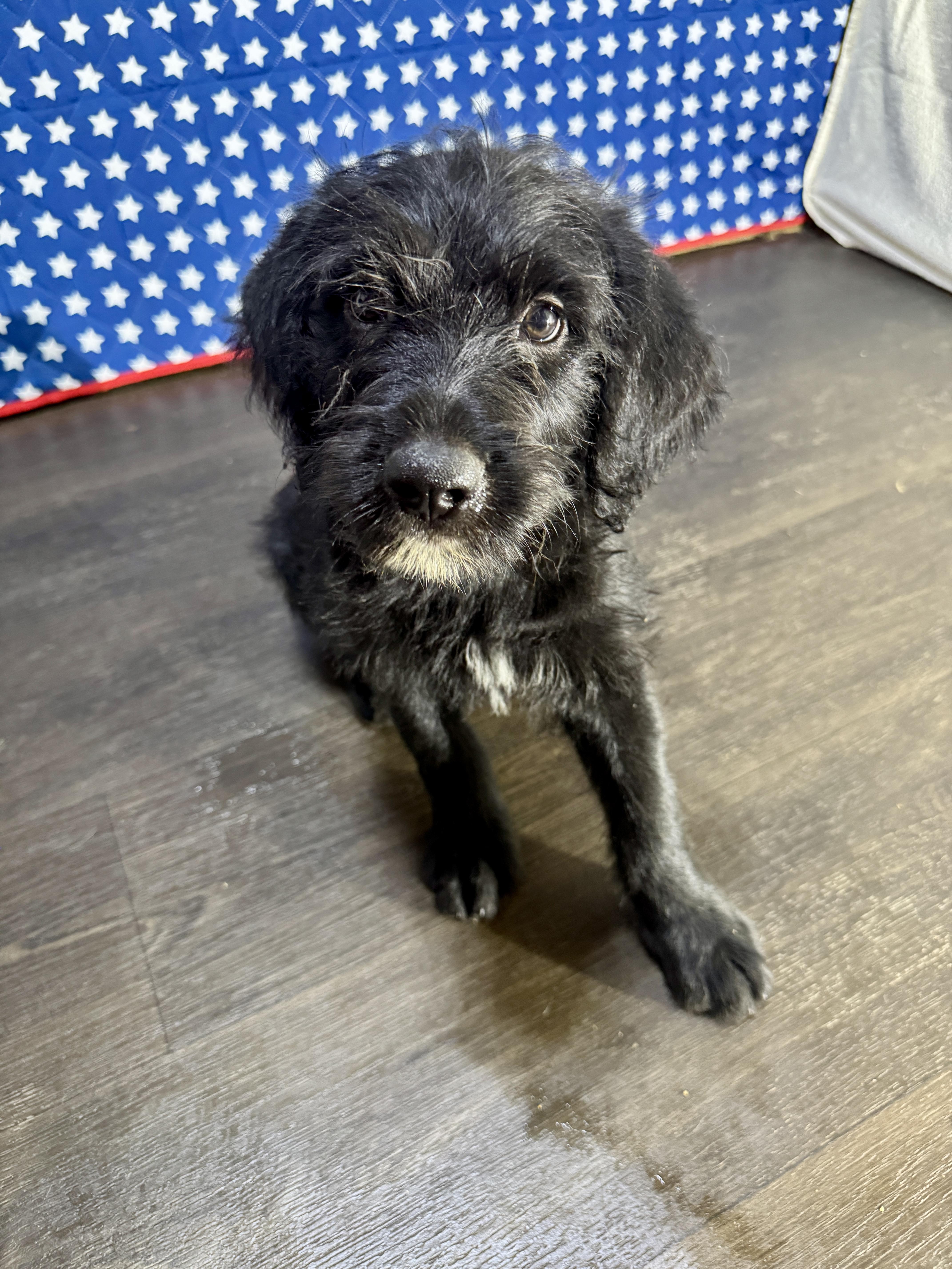 Lincoln, a Adoptable mixed breed in Stormville, NY image 5/6