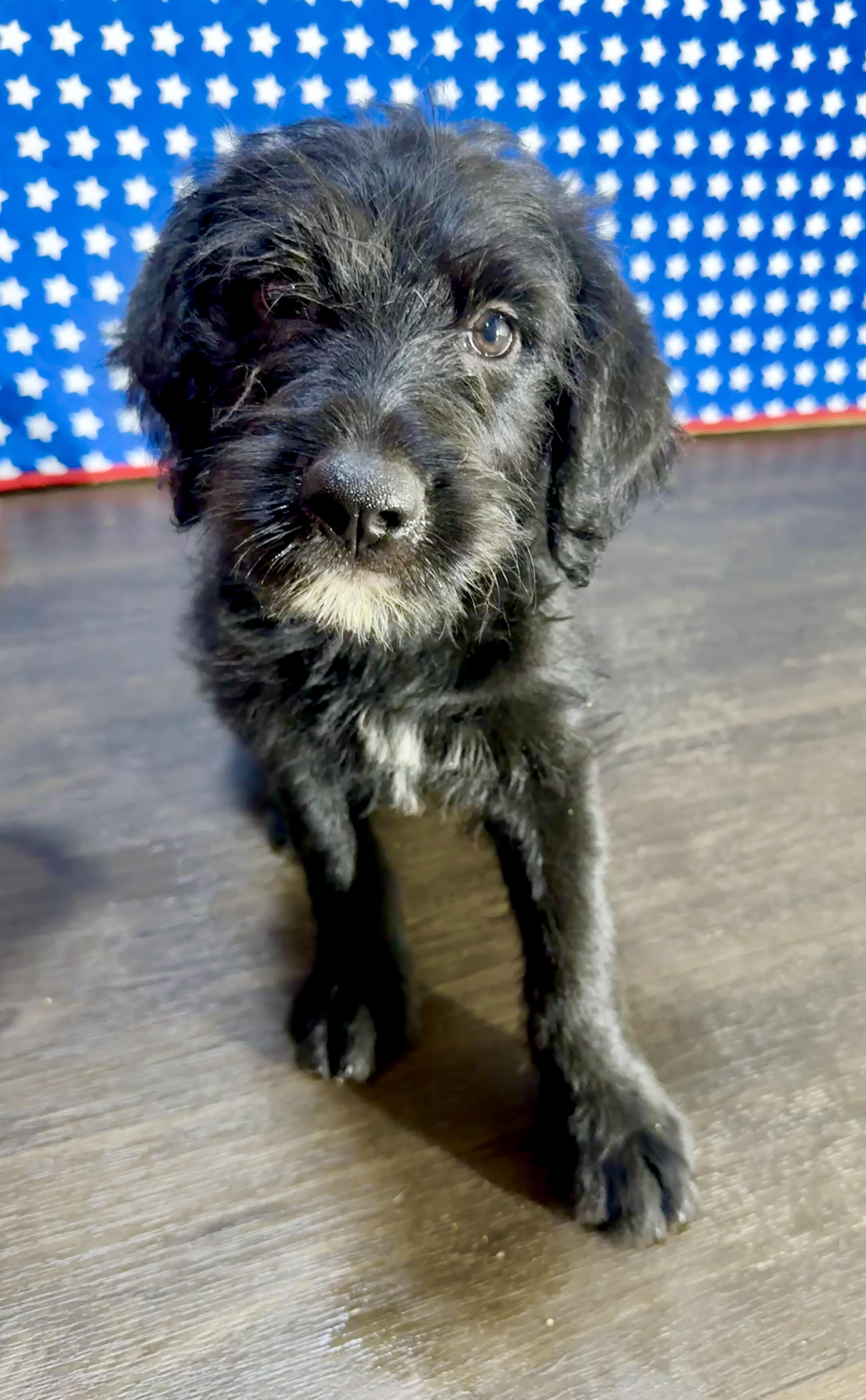 Lincoln, a Adoptable mixed breed in Stormville, NY image 4/6