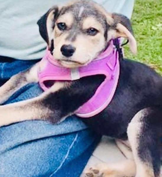 Enlarge Sneezy , a ADOPTABLE mixed breed in Woodbury, NJ image 4/6