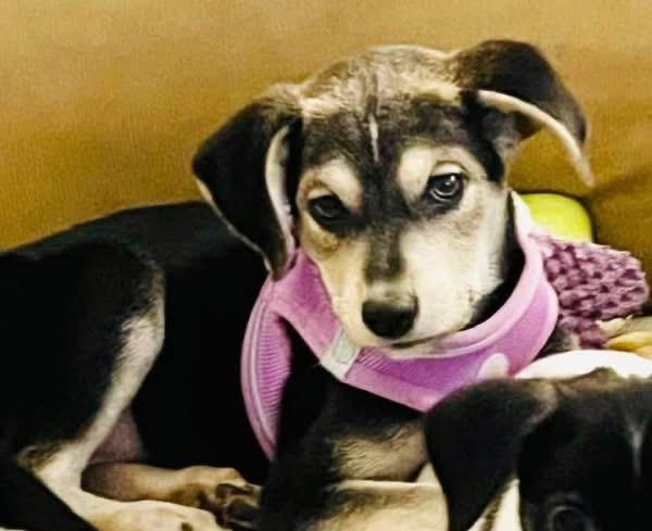 Enlarge Sneezy , a ADOPTABLE mixed breed in Woodbury, NJ image 5/6