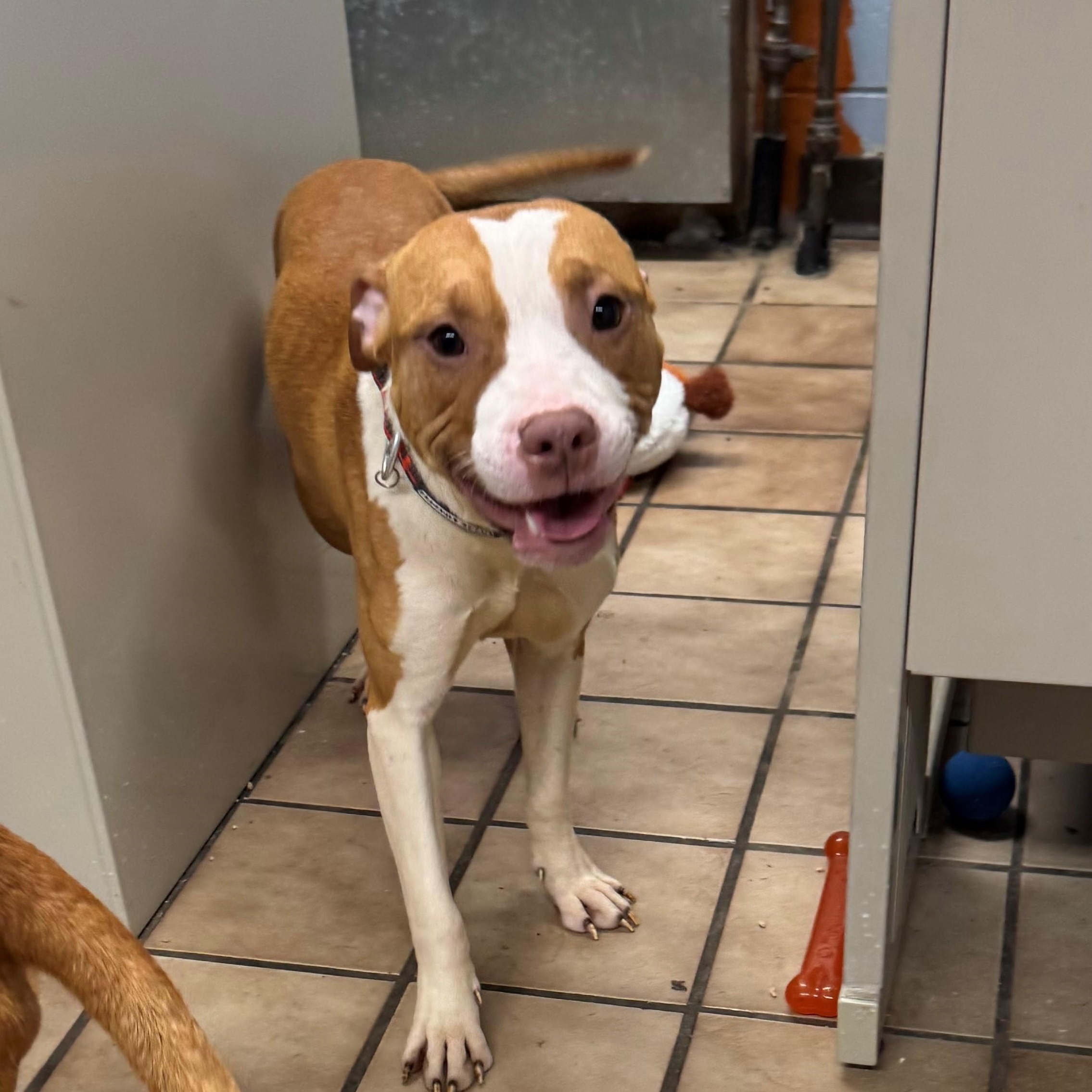 Valencia, Adoptable, Young Female Pit Bull Terrier.