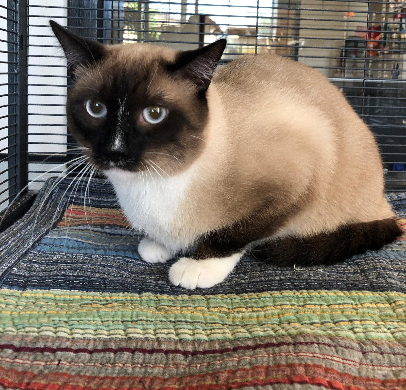 Tenchi, Adopted, Adult Male Snowshoe & Siamese.