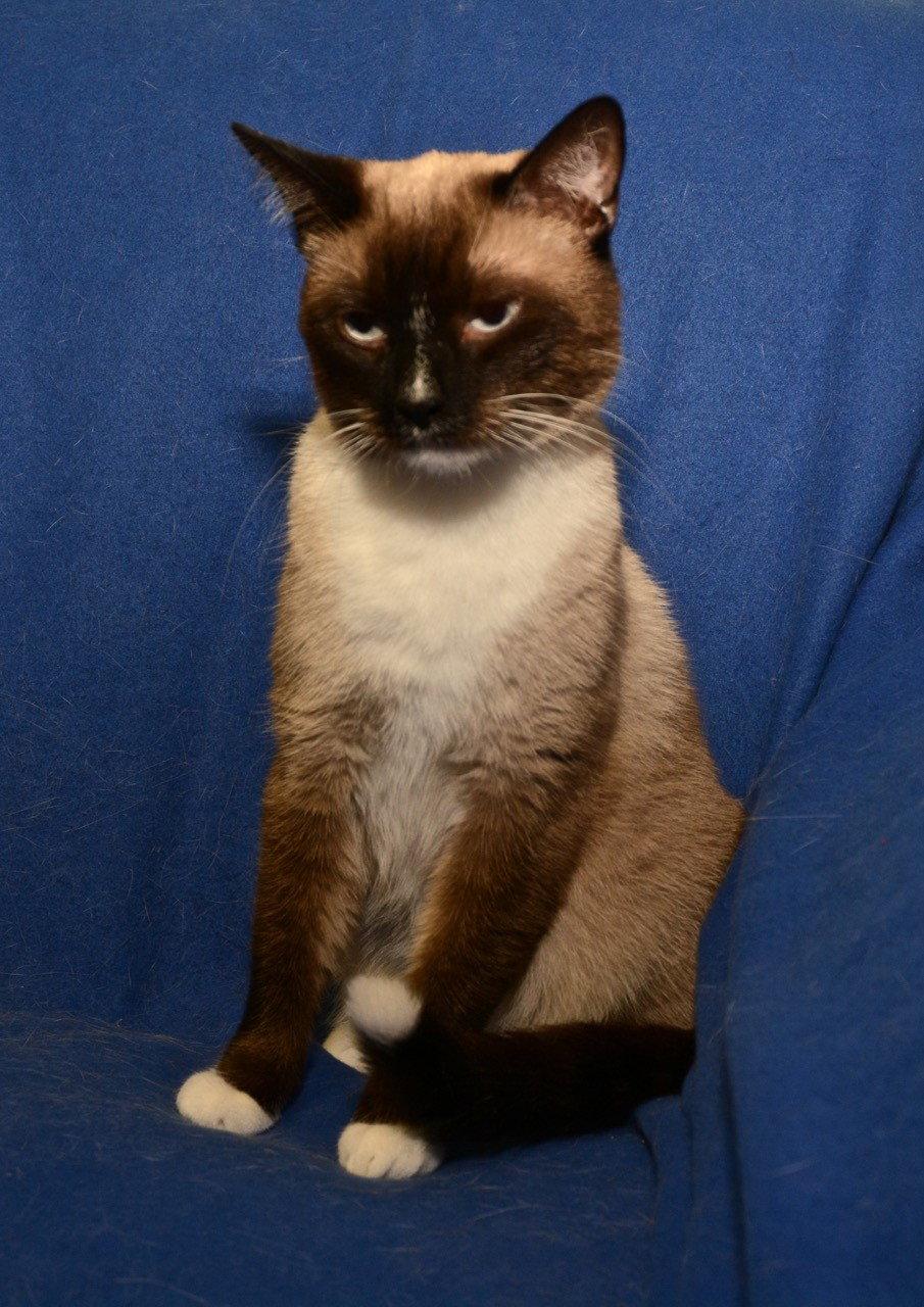 Enlarge Tenchi, a Adopted mixed breed in Sanford, FL image 2/3
