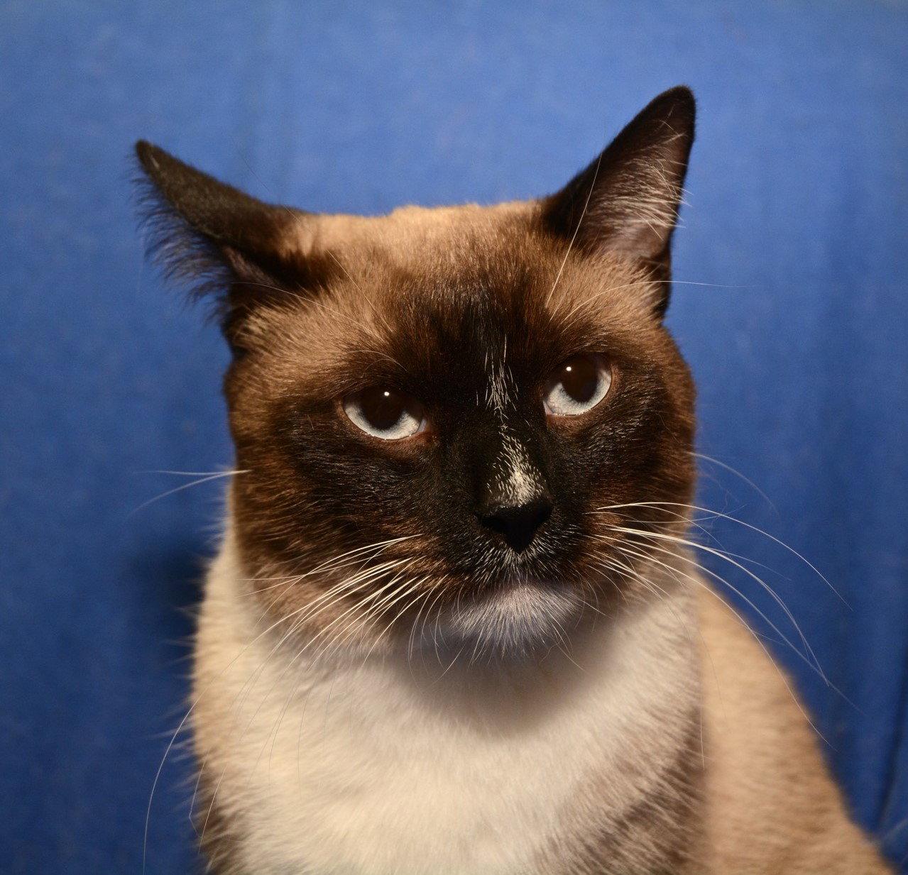 Enlarge Tenchi, a Adopted mixed breed in Sanford, FL image 3/3