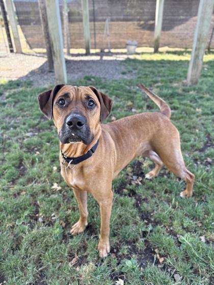 Monster, a ADOPTABLE mixed breed in Roseburg, OR image 3/3
