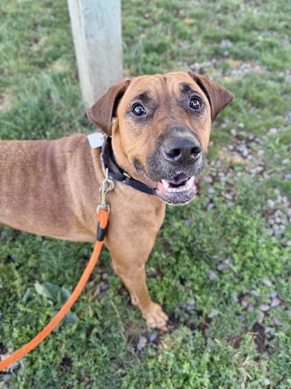 Monster, a ADOPTABLE mixed breed in Roseburg, OR image 2/3