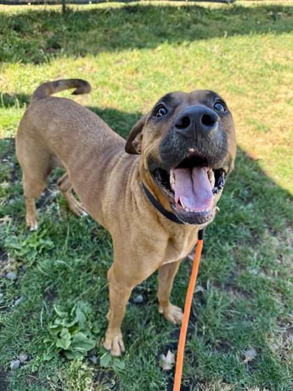 Monster, ADOPTABLE, Adult Male Mixed Breed.