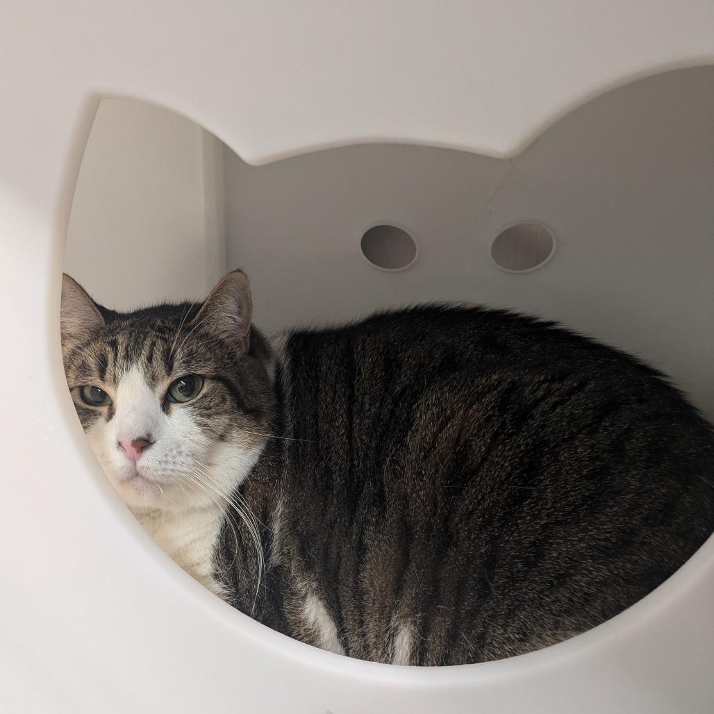 Enlarge Pretty Girl, a Adoptable Domestic Short Hair in Manhattan, KS image 1/3