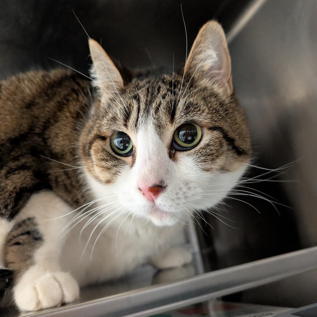 Enlarge Pretty Girl, a Adoptable Domestic Short Hair in Manhattan, KS image 2/3