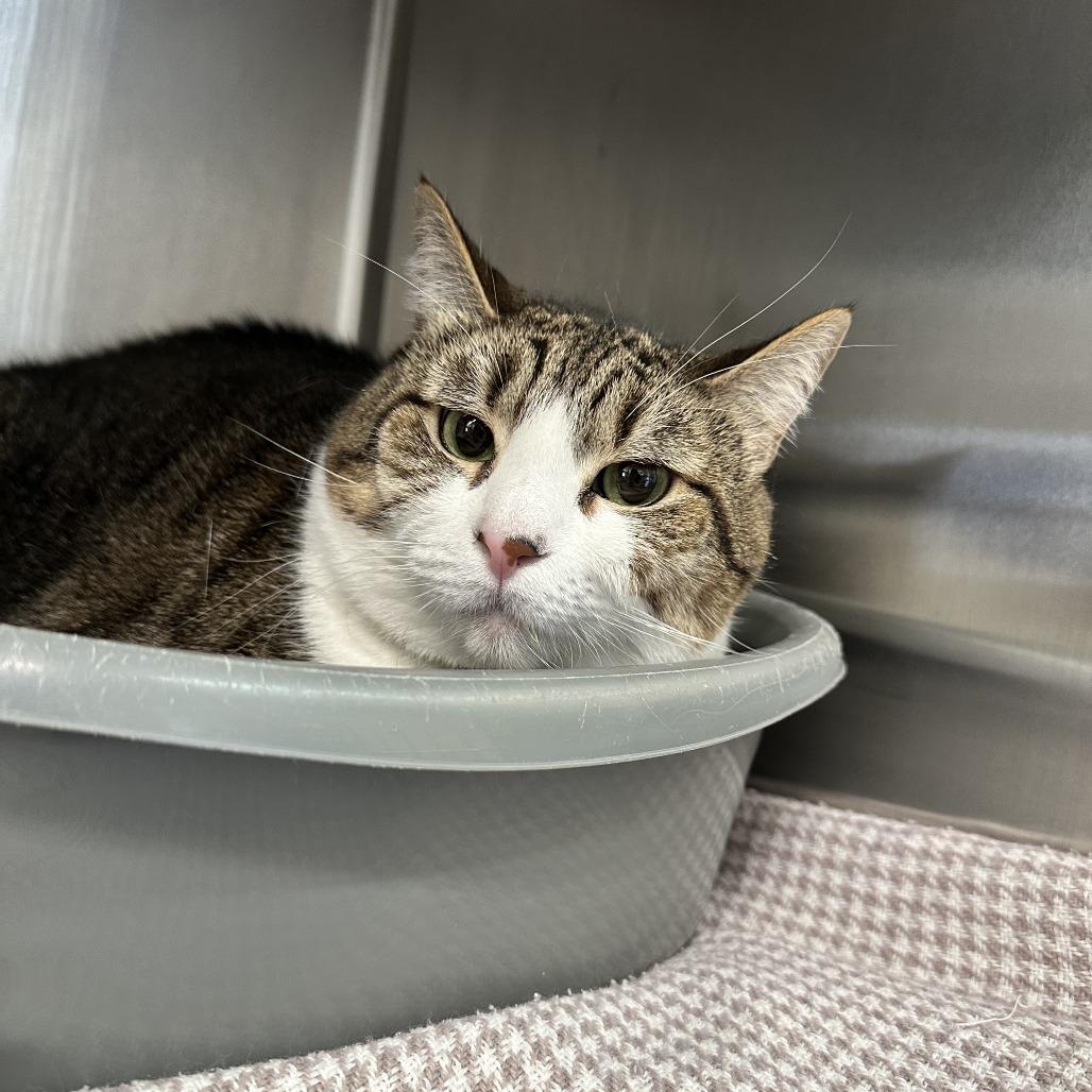 Enlarge Pretty Girl, a Adoptable Domestic Short Hair in Manhattan, KS image 3/3