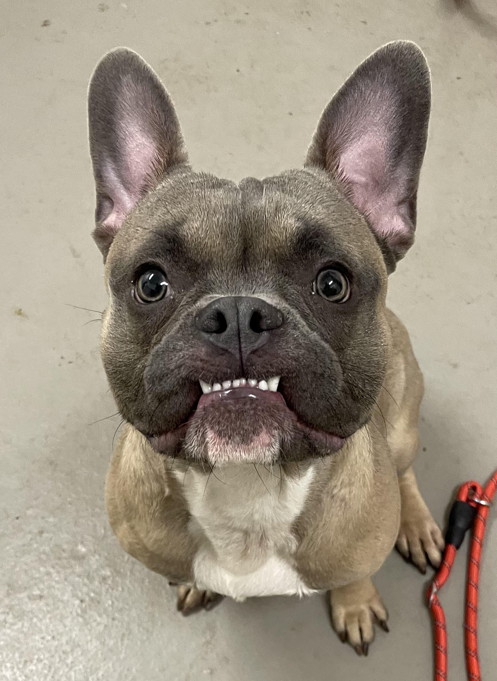 Bean ADOPTED, adopted, Adult Male French Bulldog.