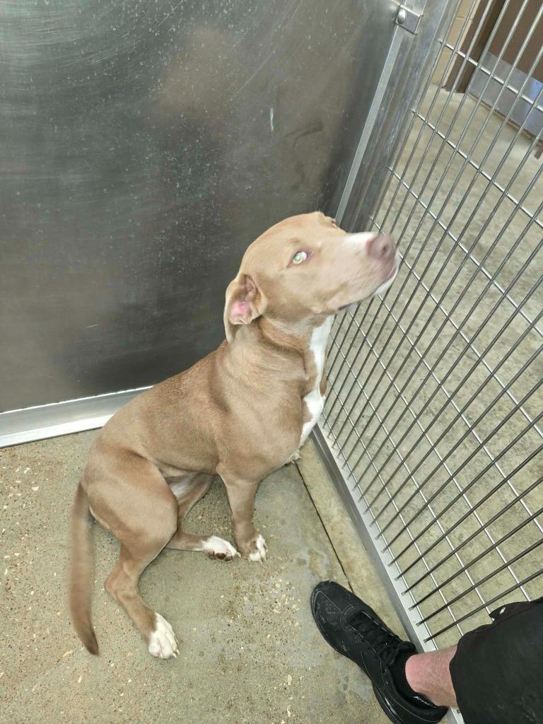 Shelly, Adoptable, Young Female Pit Bull Terrier.