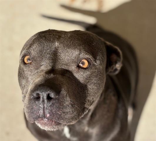 CEDAR, Adoptable, Young Female Pit Bull Terrier & Mixed Breed.