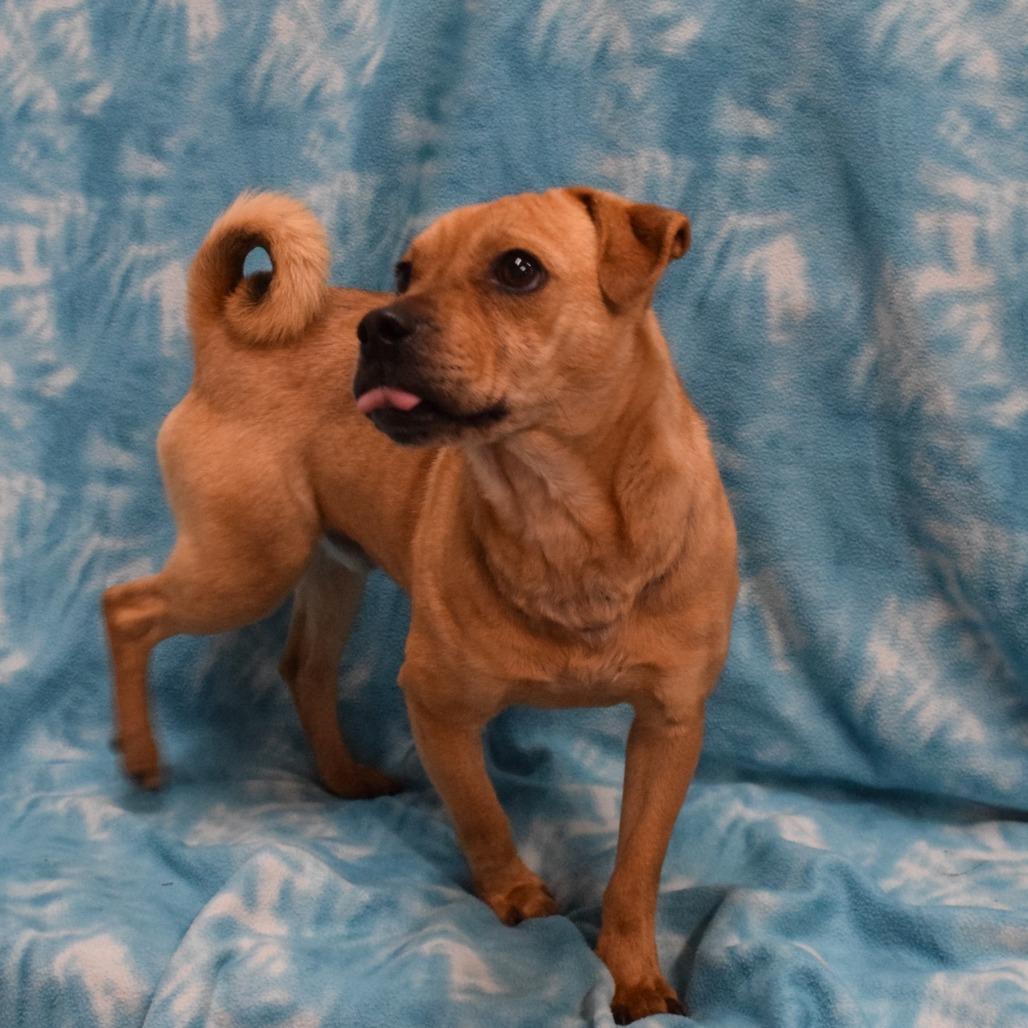Enlarge Harold, a Adoptable mixed breed in Eureka, CA image 1/5