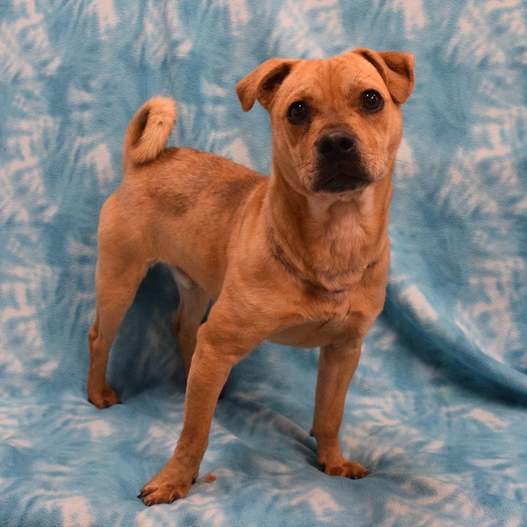 Enlarge Harold, a Adoptable mixed breed in Eureka, CA image 2/5