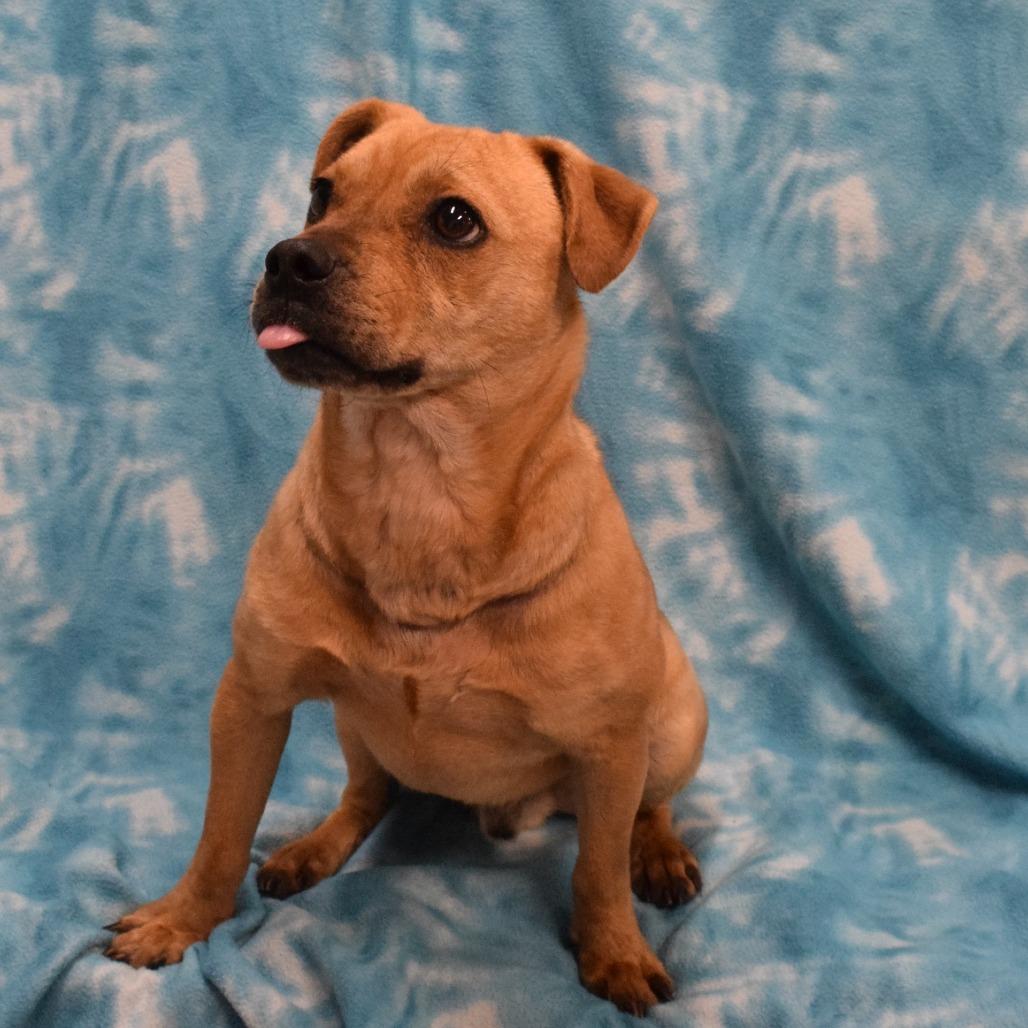 Enlarge Harold, a Adoptable mixed breed in Eureka, CA image 3/5