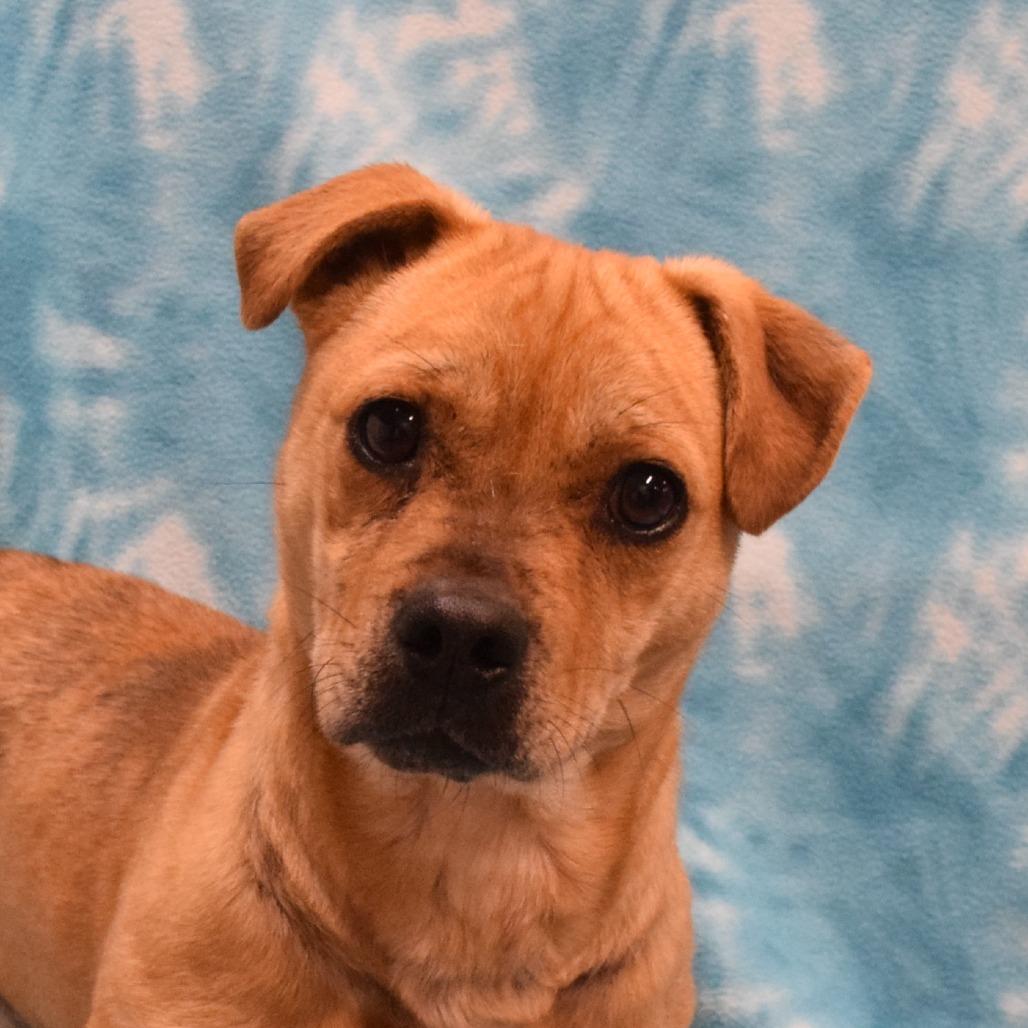 Enlarge Harold, a Adoptable mixed breed in Eureka, CA image 5/5