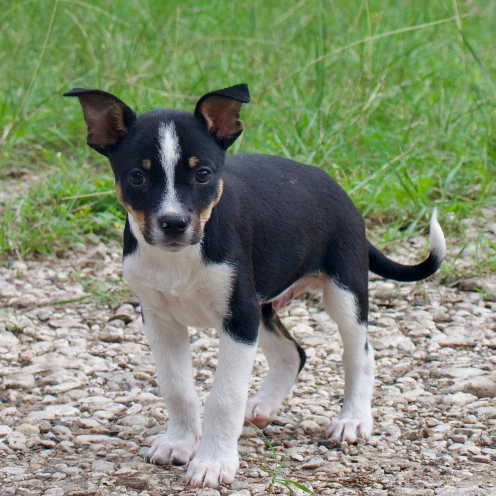 Tater Tot, an adopted mixed breed in St Louis, MO image 3/4
