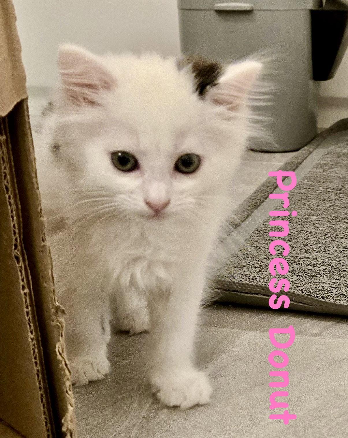 Princess Donut, Adoptable, Kitten Female Domestic Short Hair.