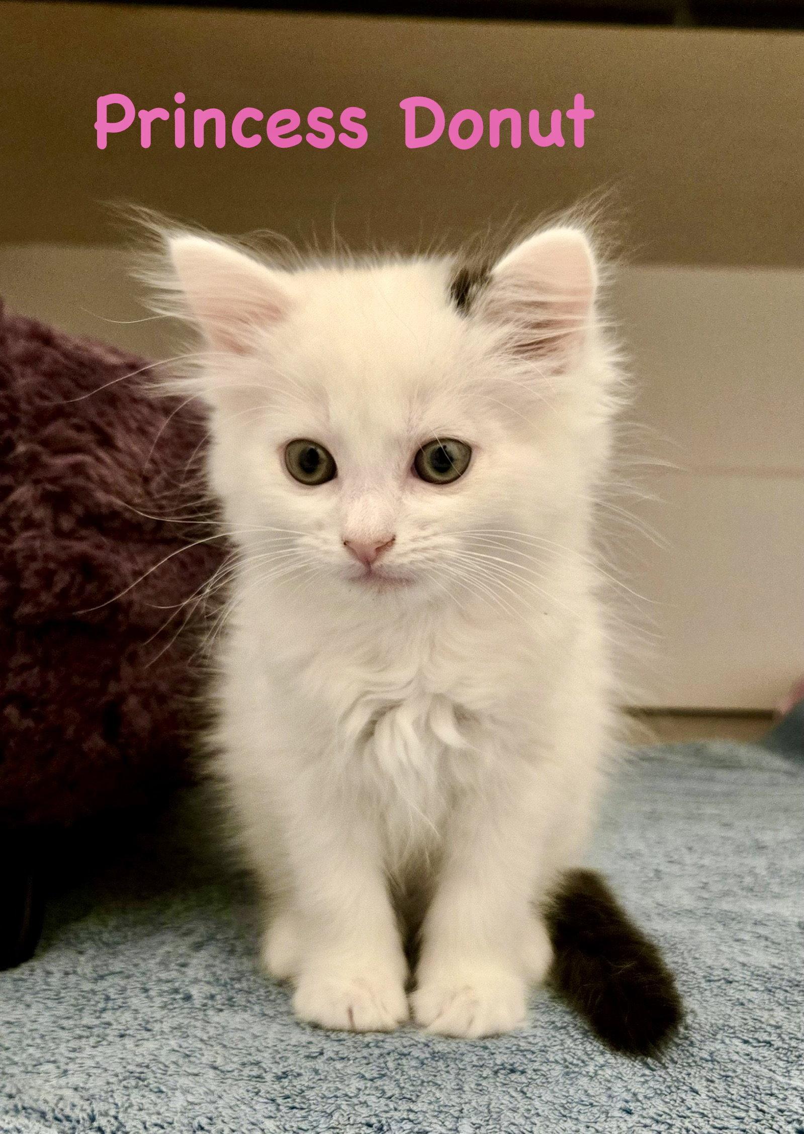Enlarge Princess Donut, a Adoptable Domestic Short Hair in Reston, VA image 2/3