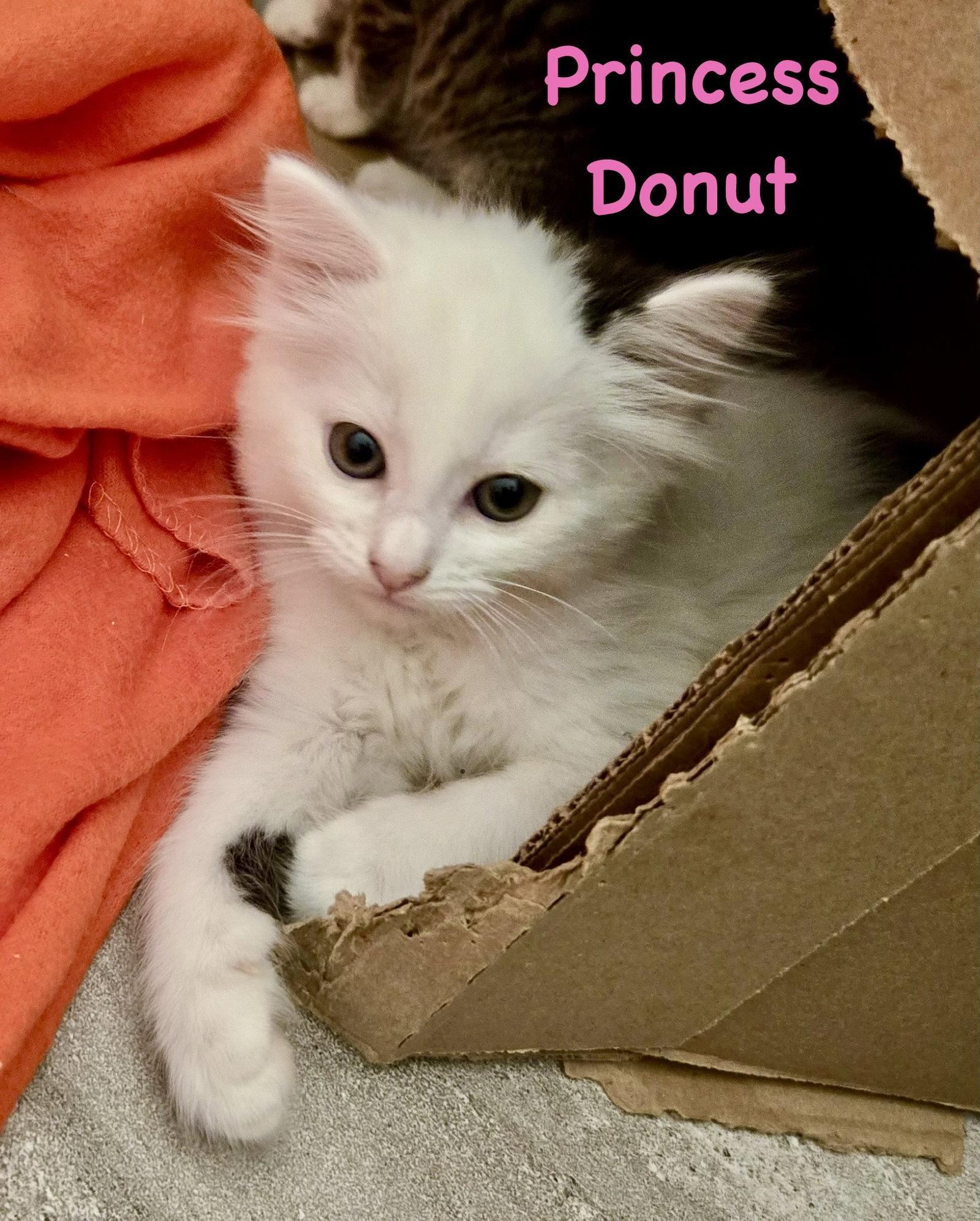 Enlarge Princess Donut, a Adoptable Domestic Short Hair in Reston, VA image 3/3