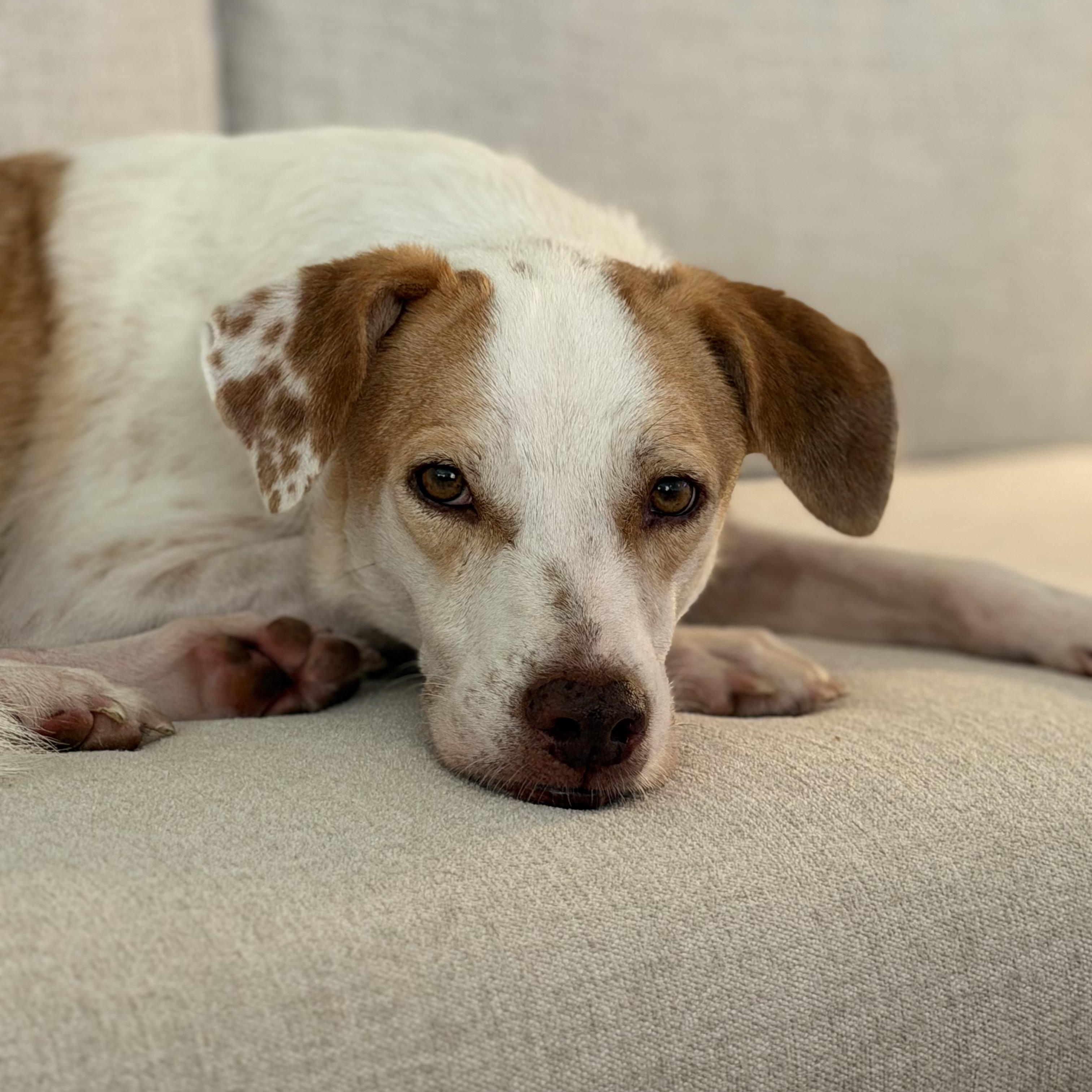Tego, ADOPTABLE, Adult Male Border Collie & Whippet.