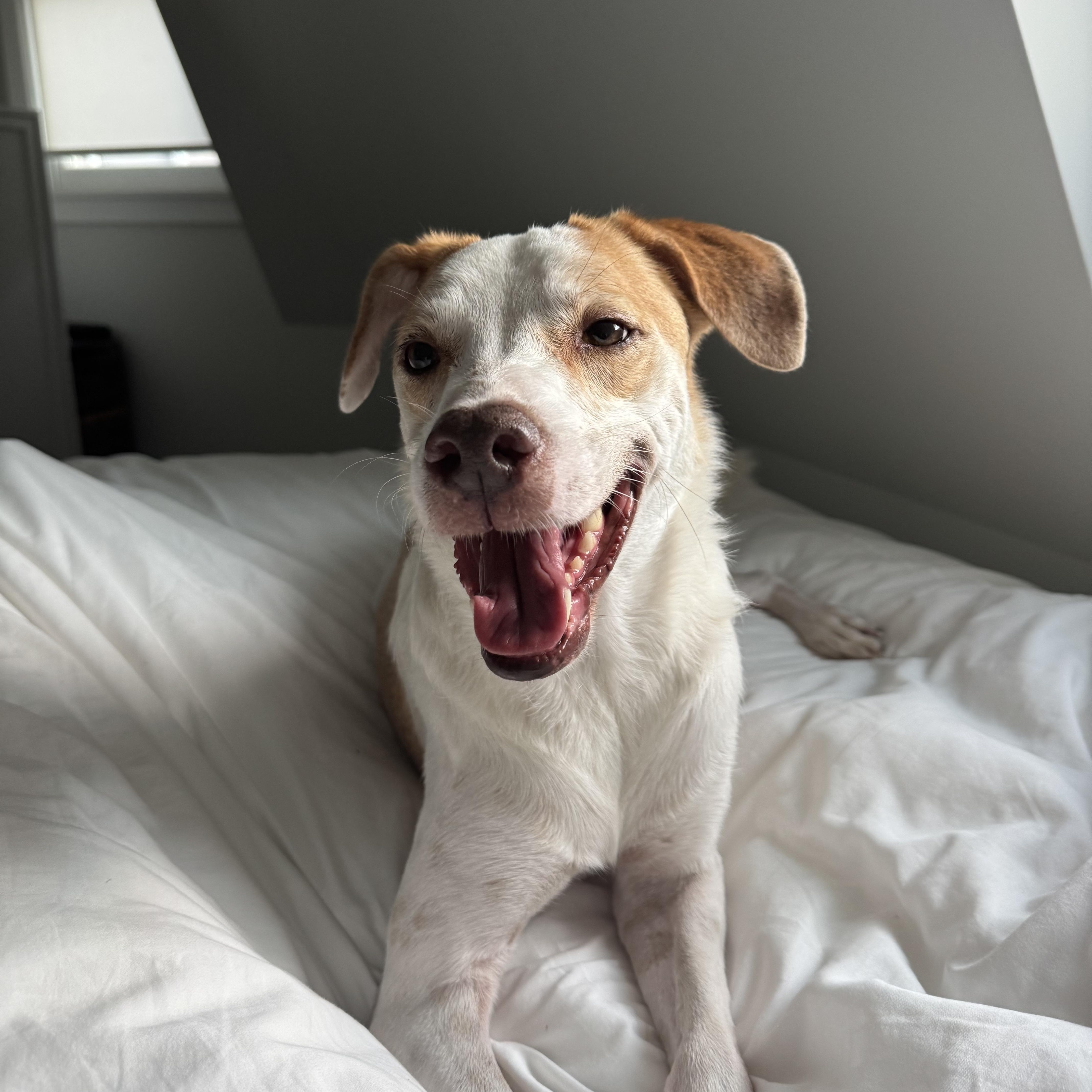 Tego, a ADOPTABLE mixed breed in New York, NY image 2/6
