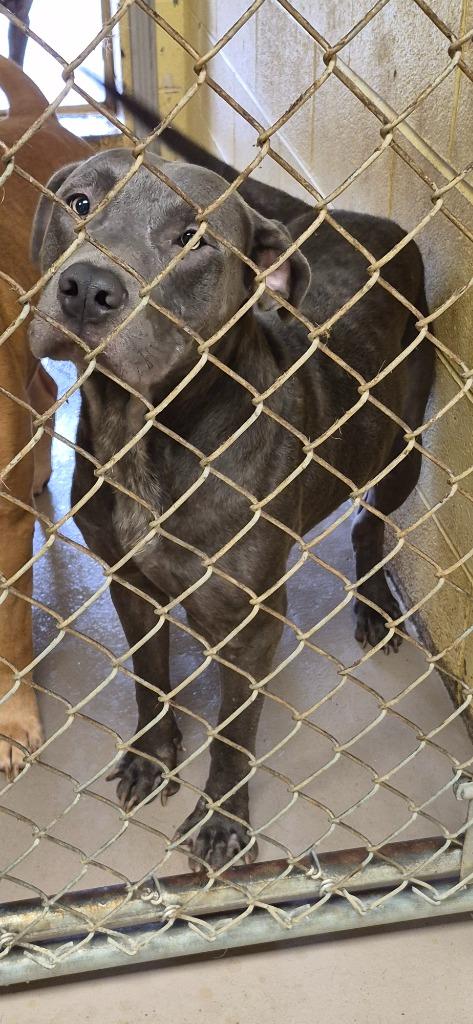 Enlarge Larry, a Adoptable American Bulldog in Crossville, TN image 1/1
