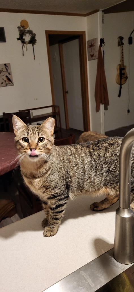 Munch, Adoptable, Adult Male Domestic Short Hair.