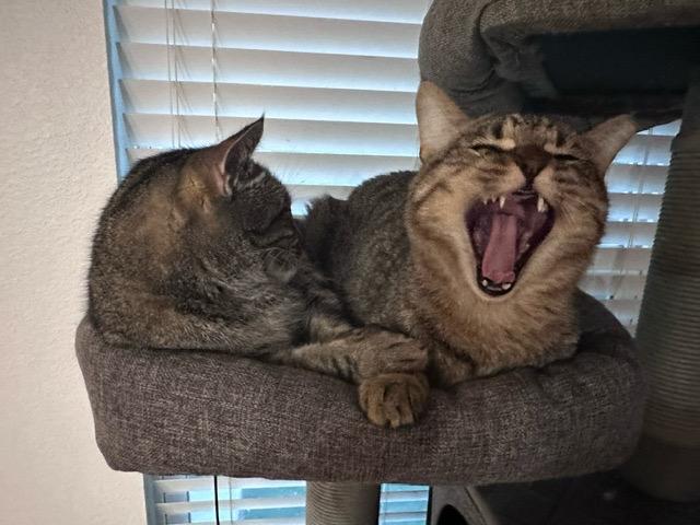 Munch, a Adoptable mixed breed in Richland Hills, TX image 1/4