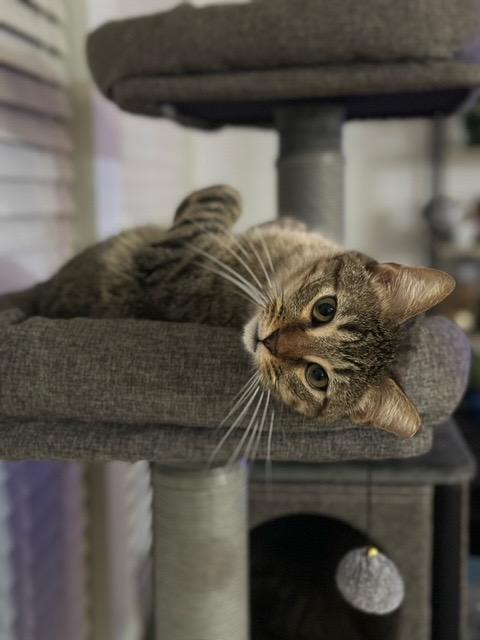 Munch, a Adoptable mixed breed in Richland Hills, TX image 3/4