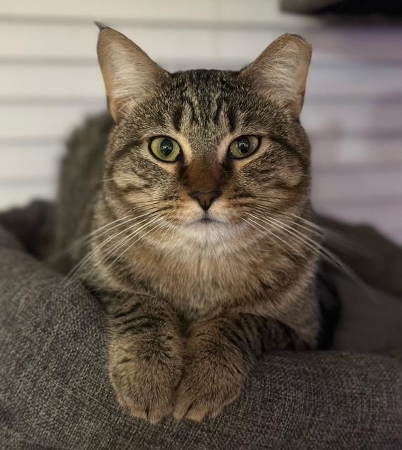 Munch, a Adoptable mixed breed in Richland Hills, TX image 4/4