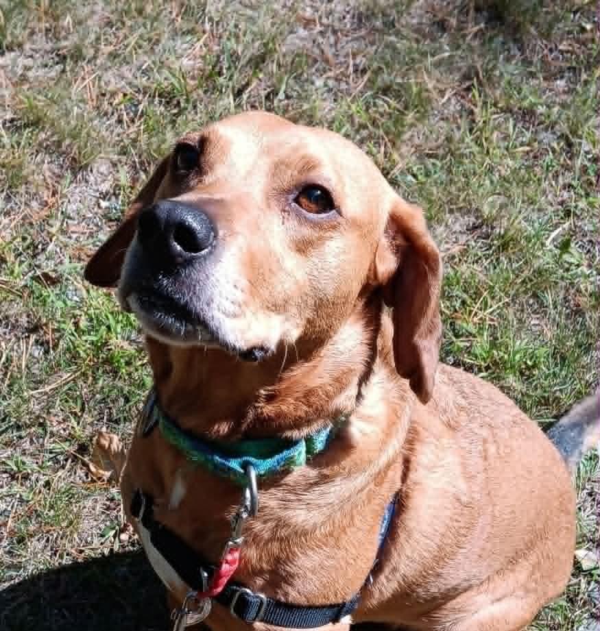 Millie, Adoptable, Adult Female Pit Bull Terrier & Basset Hound.