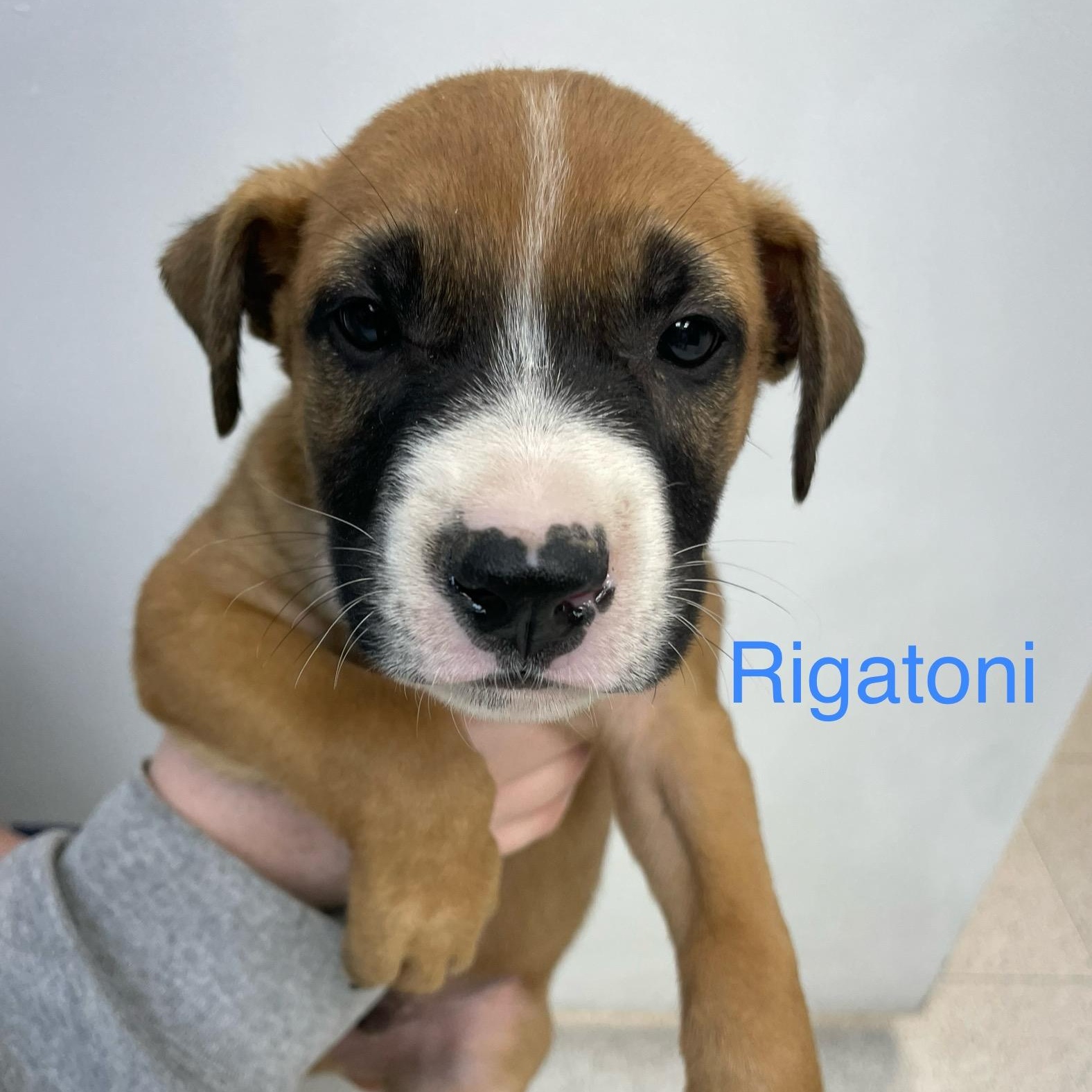 Rigatoni