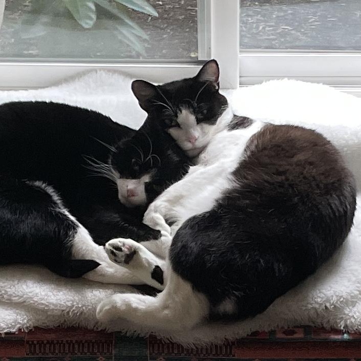 Tito aka Tux, Bonded to Miki, a Adoptable Domestic Short Hair in Renton , WA image 6/6