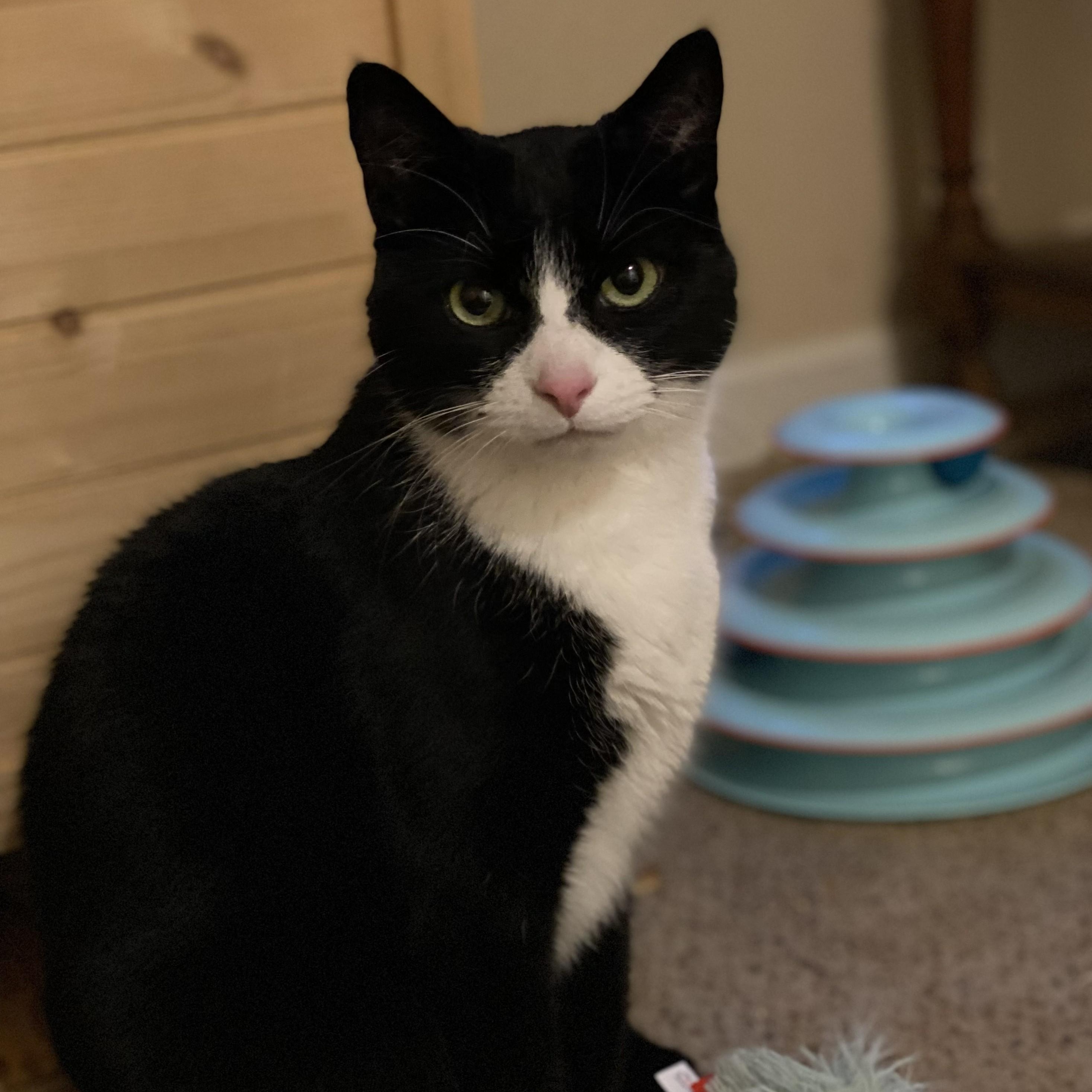 Tito aka Tux, Bonded to Miki, a Adoptable Domestic Short Hair in Renton , WA image 1/6