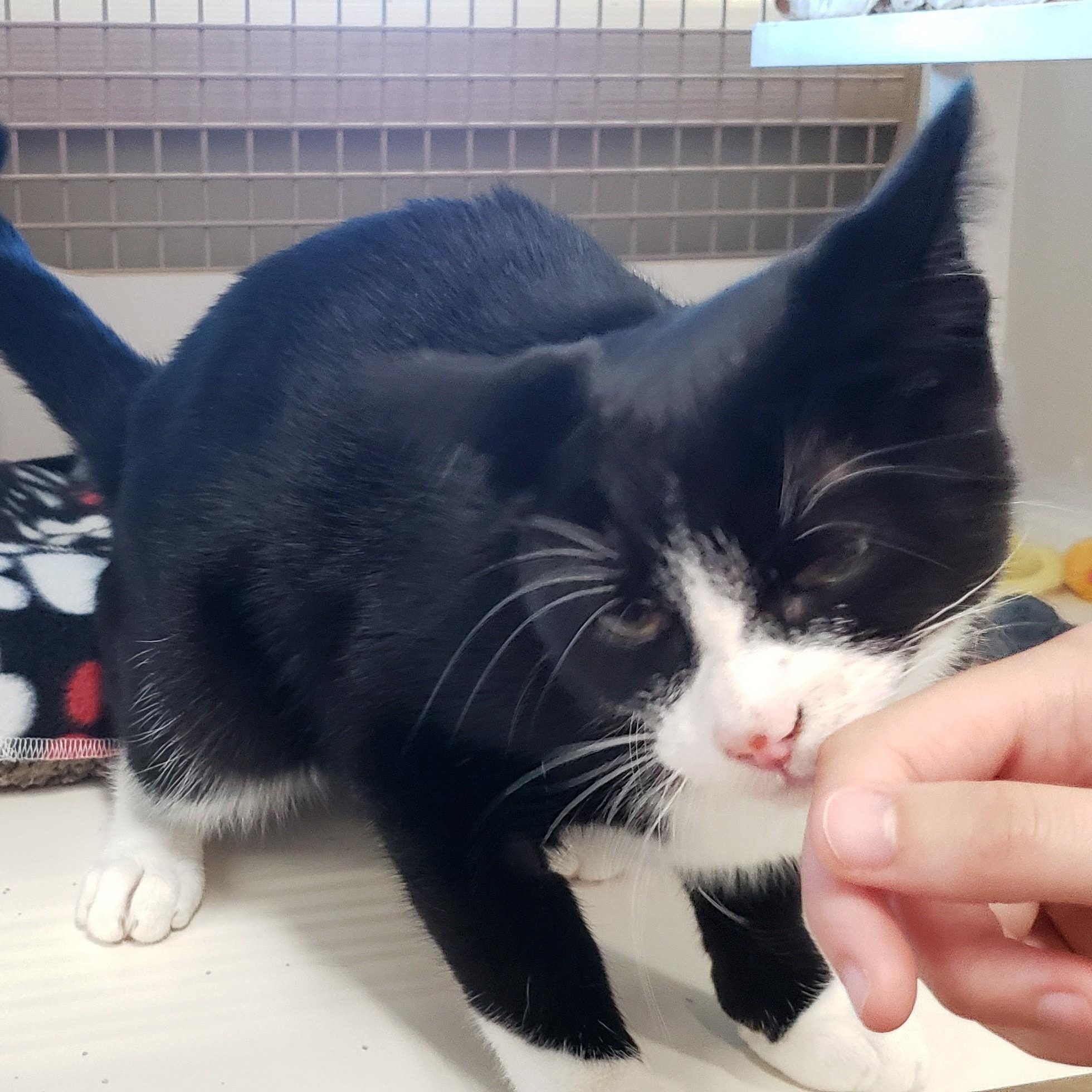 Tito aka Tux, Bonded to Miki, a Adoptable Domestic Short Hair in Renton , WA image 4/6