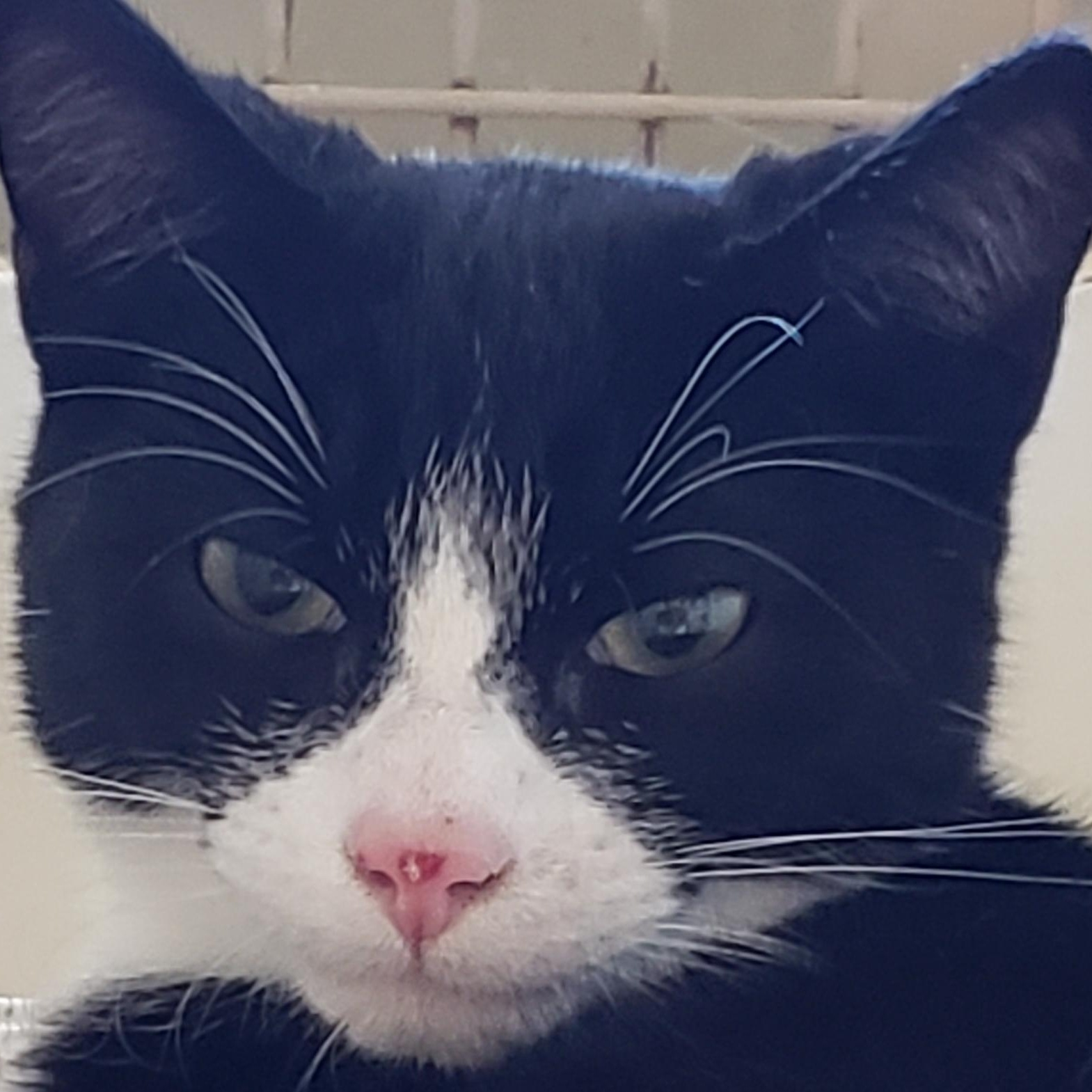 Tito aka Tux, Bonded to Miki, a Adoptable Domestic Short Hair in Renton , WA image 3/6