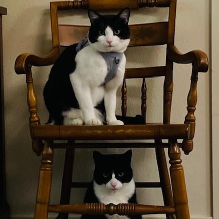 Tito aka Tux, Bonded to Miki, a Adoptable Domestic Short Hair in Renton , WA image 2/6