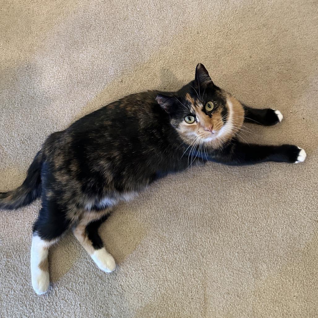 Wynter, Adoptable, Adult Female Domestic Short Hair.