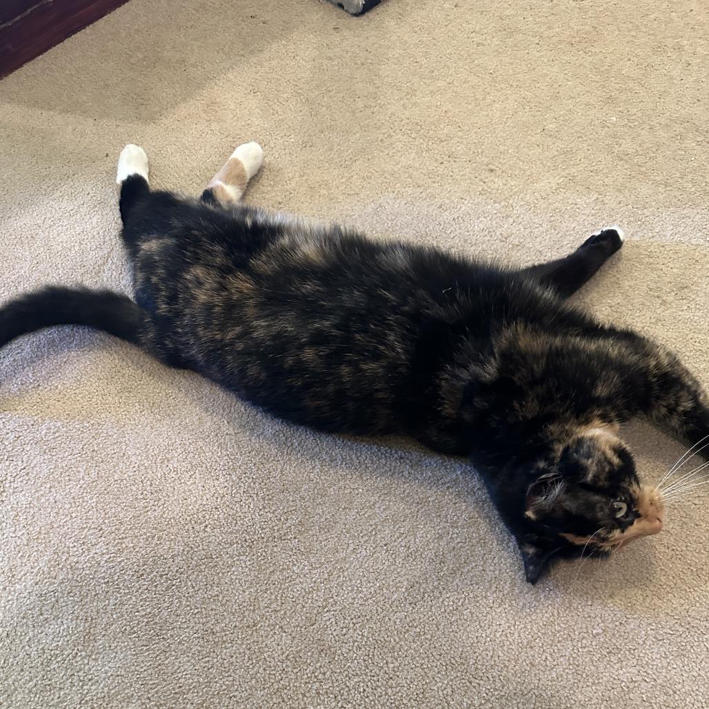 Enlarge Wynter, a Adoptable Domestic Short Hair in Woodstock, VA image 2/4