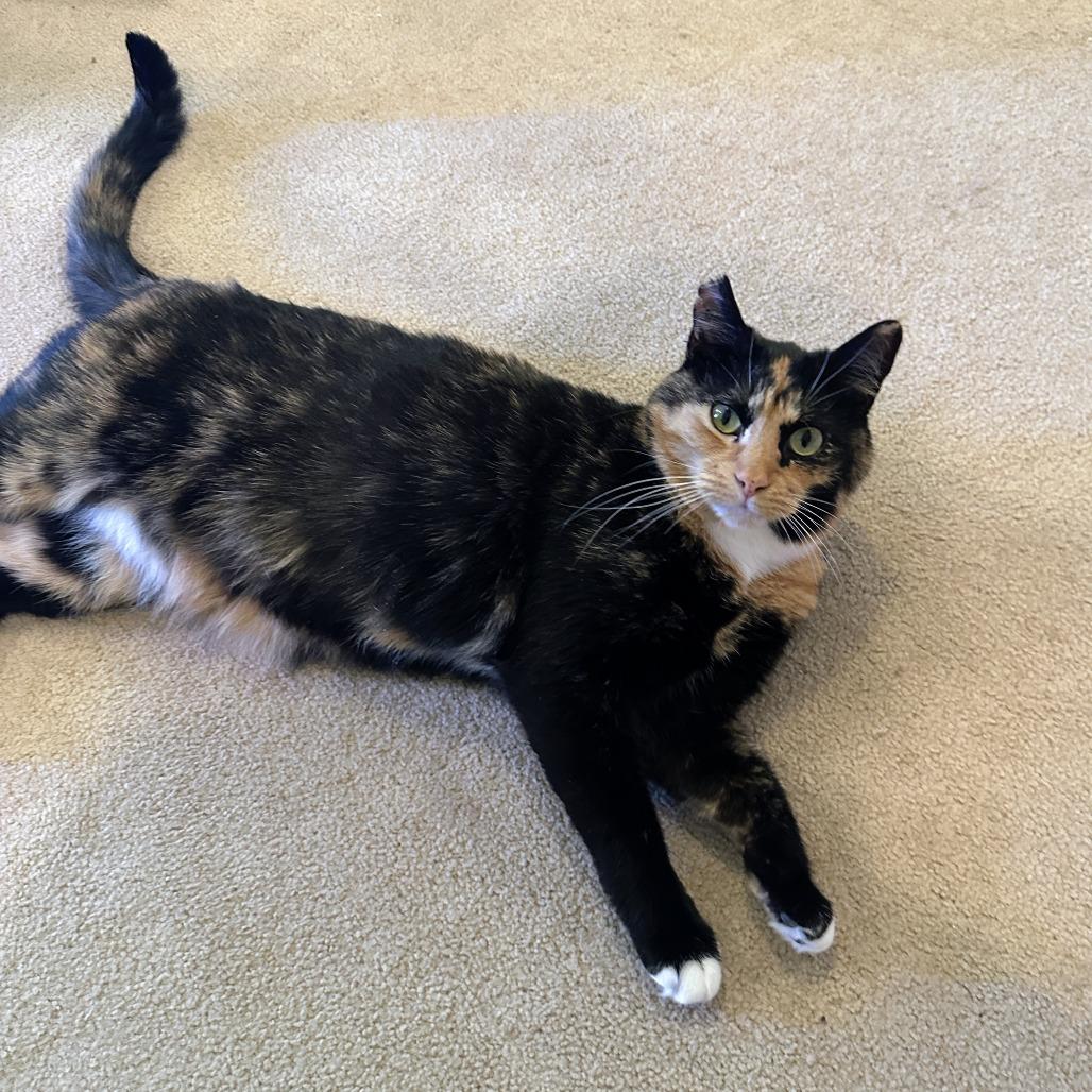 Enlarge Wynter, a Adoptable Domestic Short Hair in Woodstock, VA image 3/4