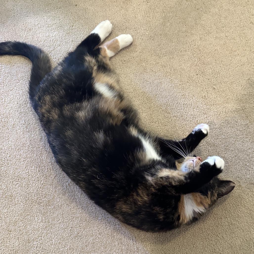 Enlarge Wynter, a Adoptable Domestic Short Hair in Woodstock, VA image 4/4