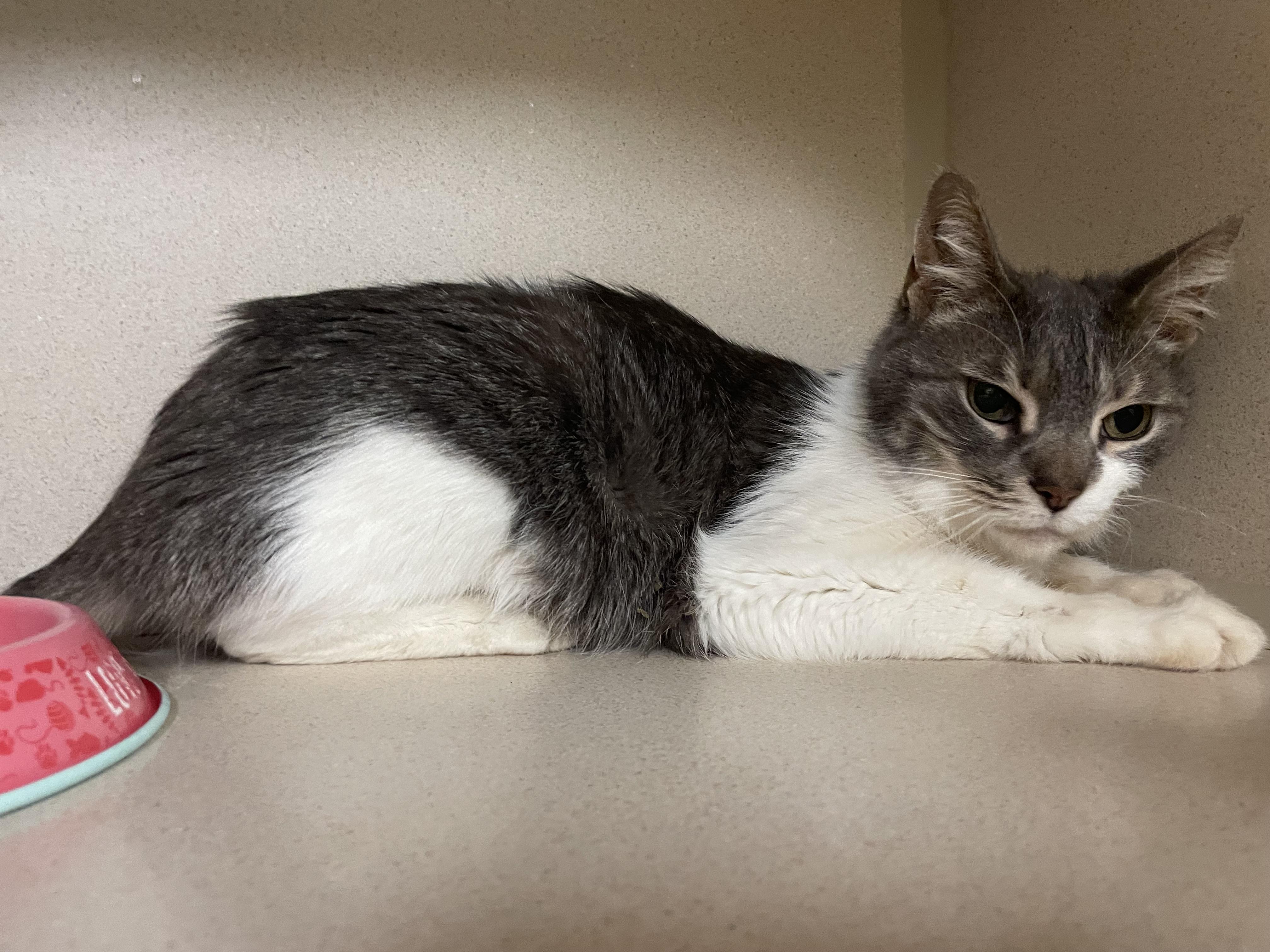 Enlarge Precious, a ADOPTABLE Domestic Short Hair in Hudson, NY image 1/1